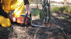 Best Tree Preservation Services  in Murphys Estates, SC